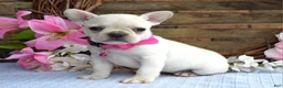French Bulldog dogs for sale: Fargo - Ad 1