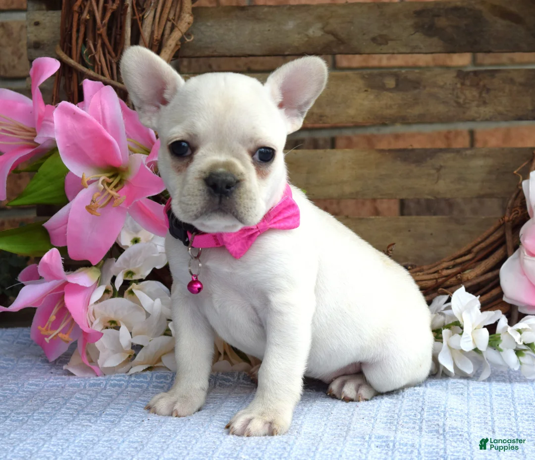 French Bulldog dogs for sale: Fargo - Ad 1
