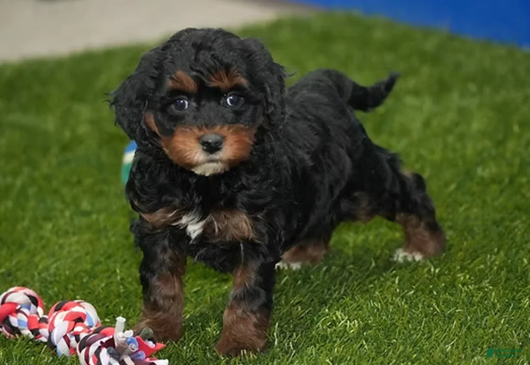 Cavapoo dogs for sale: Elizabeth - Ad 1