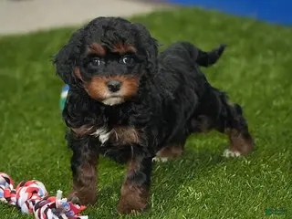 Cavapoo dogs Elizabeth - Ad 6