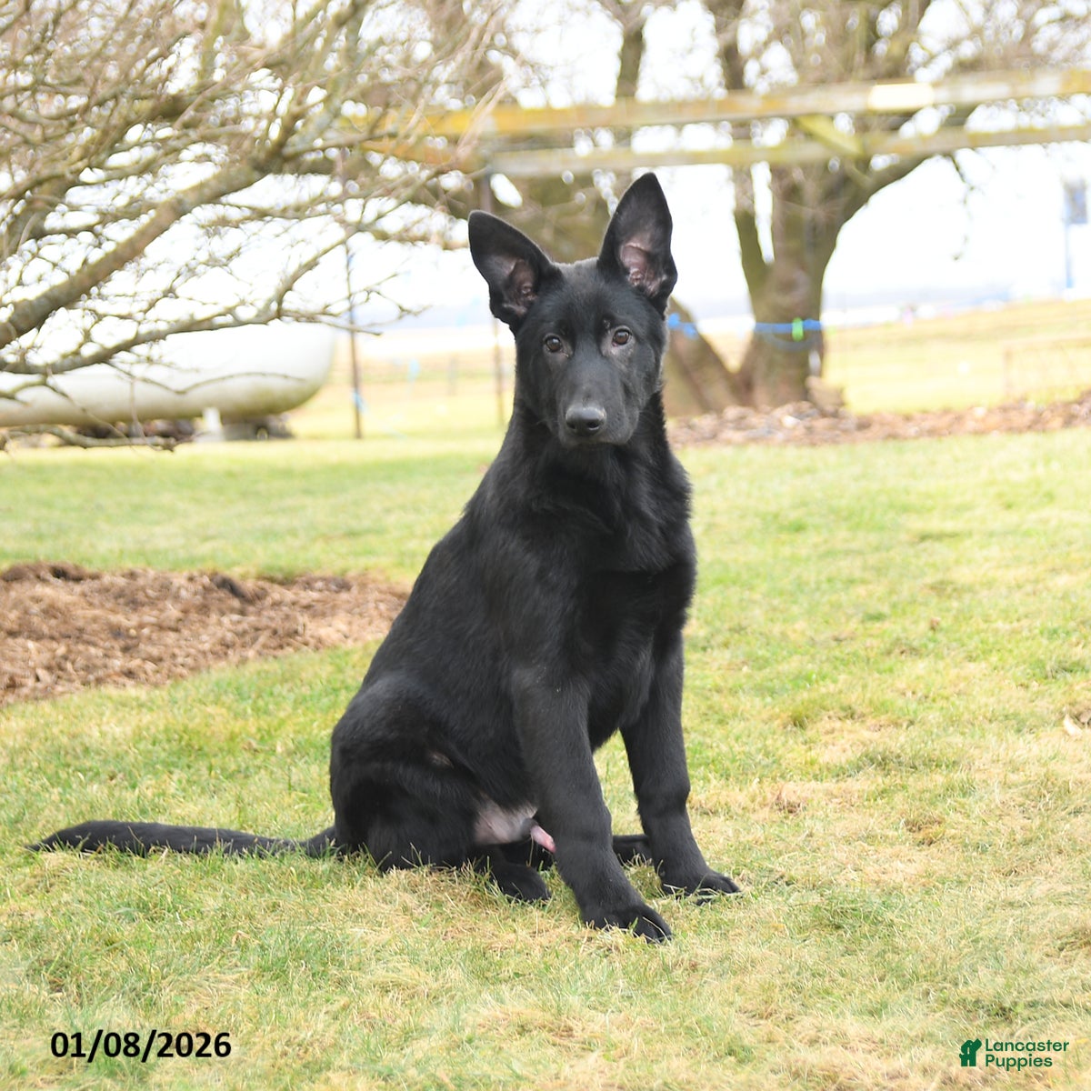 Mixed Breed dogs Owen - Ad 14