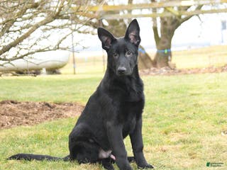 Mixed Breed dogs Owen - Ad 14