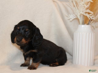 Dachshund dogs - Ad 2