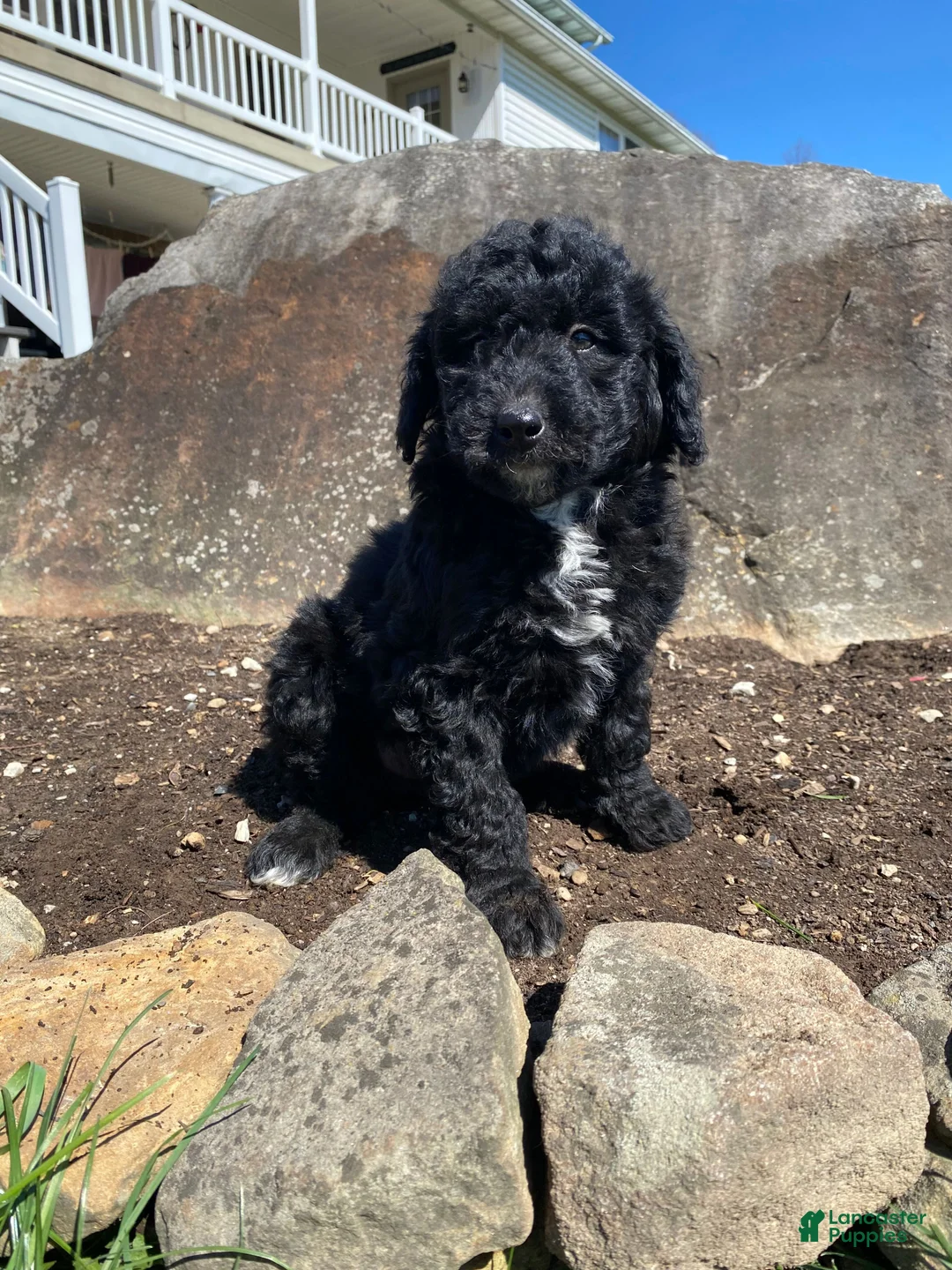 Aussiedoodle dogs for sale: Tiffany - Ad 1