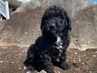 Aussiedoodle dogs for sale: Tiffany - Ad 1