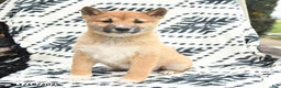 Shiba Inu dogs for sale: Navar - Ad 2