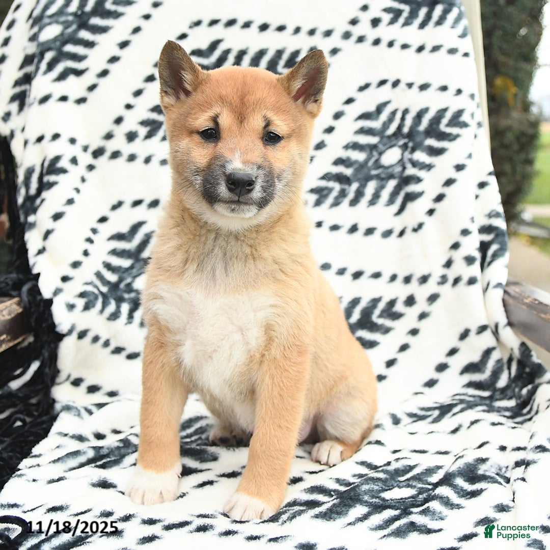 Shiba Inu dogs for sale: Navar - Ad 2