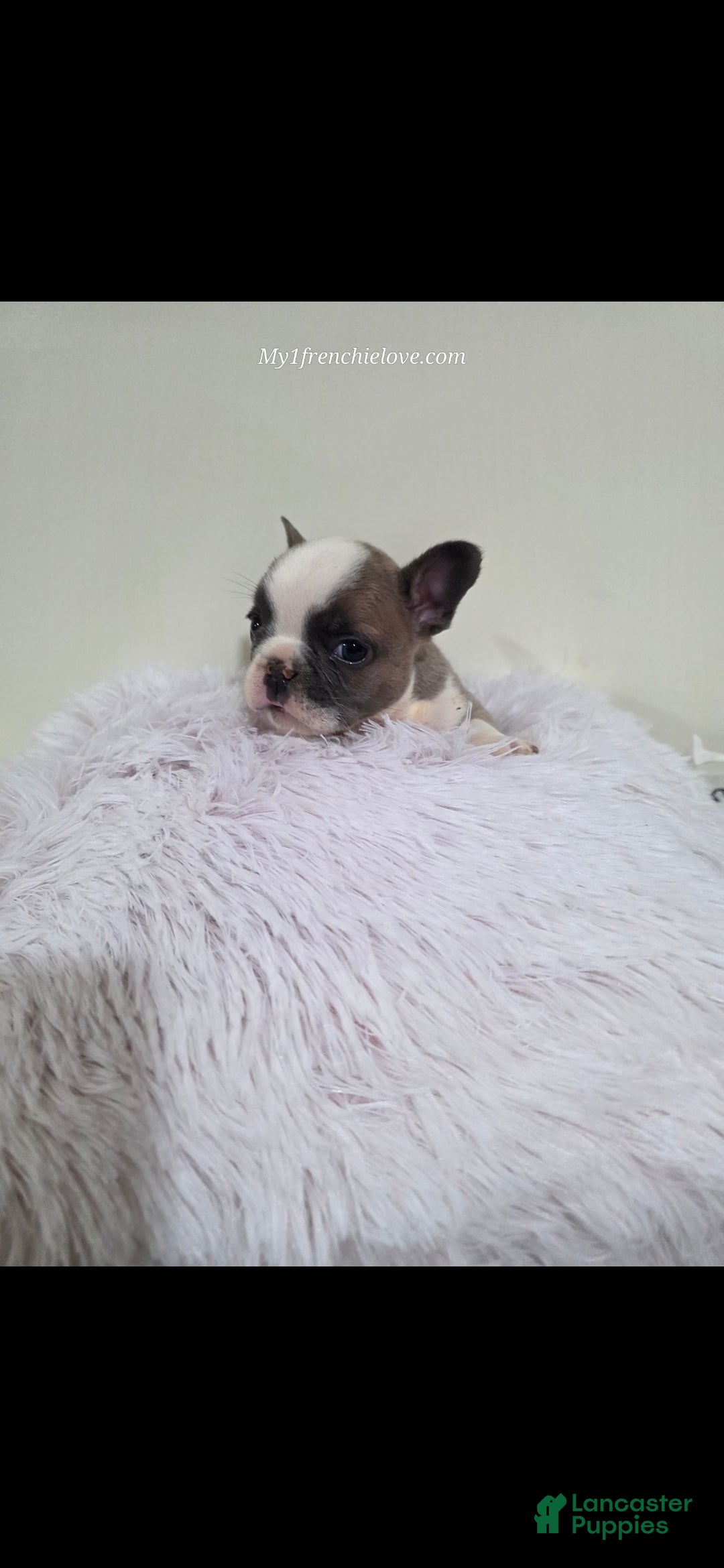 French Bulldog dogs Chandler - Ad 1