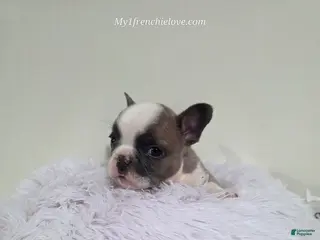 French Bulldog dogs for sale: Chandler - Ad 2