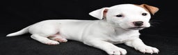 Jack Russell Terrier dogs for sale: Pansy - Ad 9