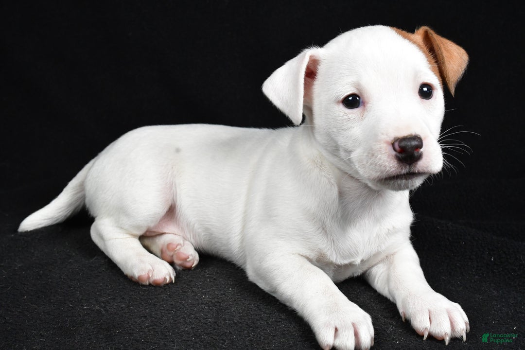 Jack Russell Terrier dogs for sale: Pansy - Ad 9