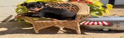 Miniature Pinscher dogs for sale: Jalepeno  - Ad 2