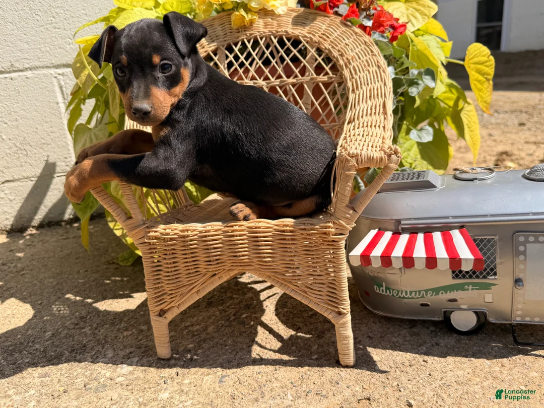Miniature Pinscher dogs for sale: Jalepeno  - Ad 2