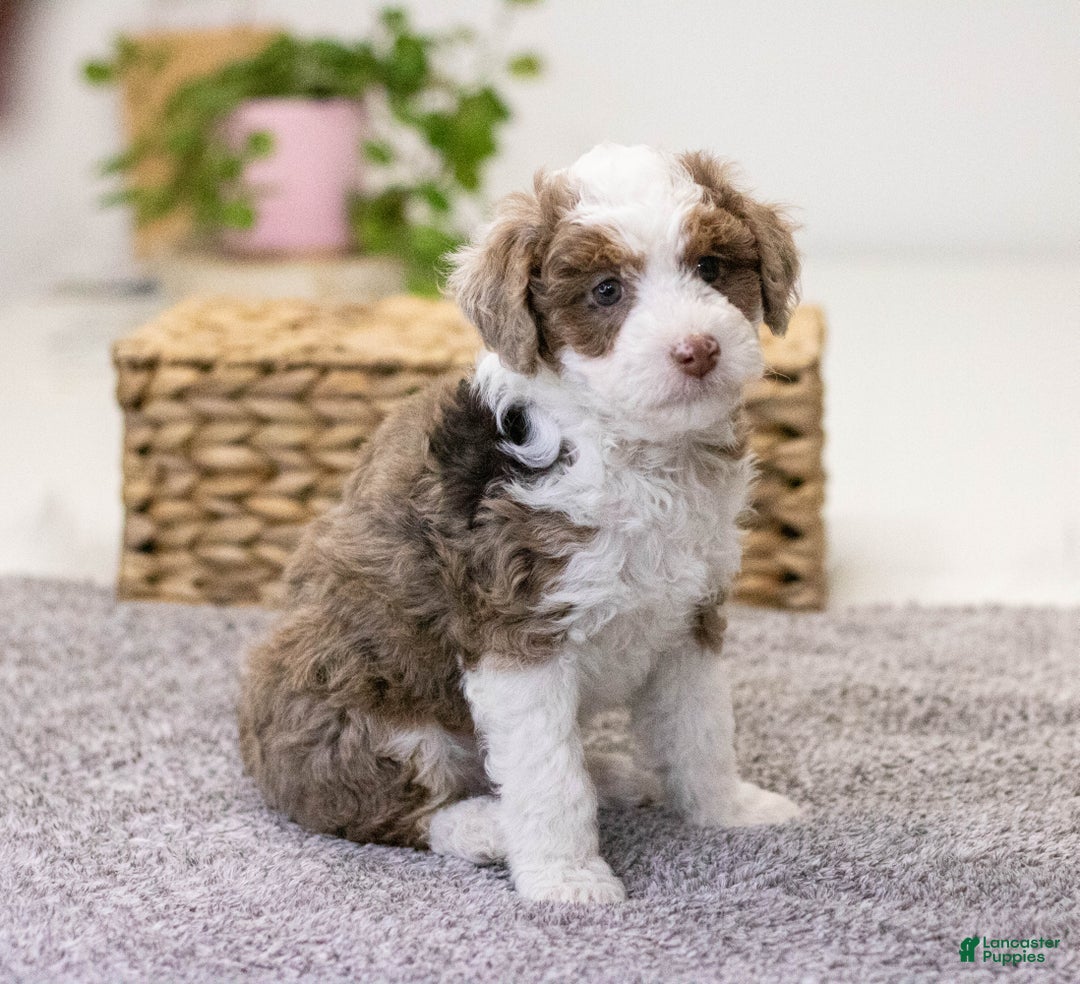 Mini Aussiedoodle dogs for sale: Brody-petite size - Ad 8