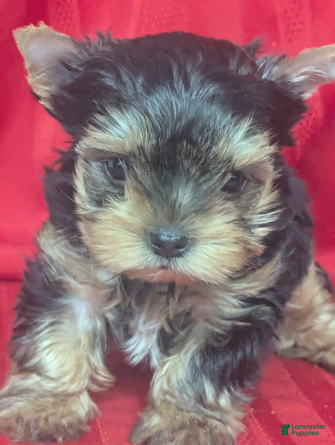 Yorkshire Terrier dogs for sale:   Charlie Yorkshire Terrier 1 - Ad 1