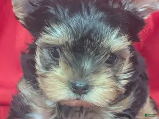 Yorkshire Terrier dogs for sale: Charlie Yorkshire Terrier 1 - Ad 1