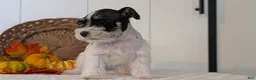 Miniature Schnauzer dogs for sale: Zeus - Ad 4
