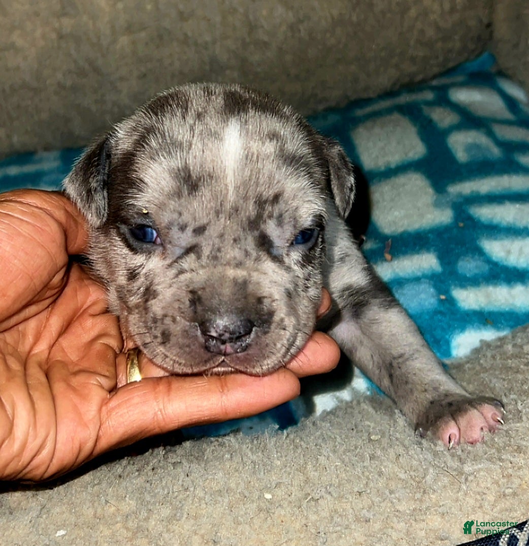 American Bully dogs "BIGGIE SMALLZ" - Ad 15