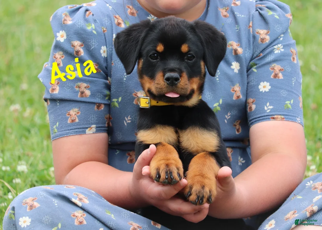 Rottweiler dogs for sale: Asia - Ad 2