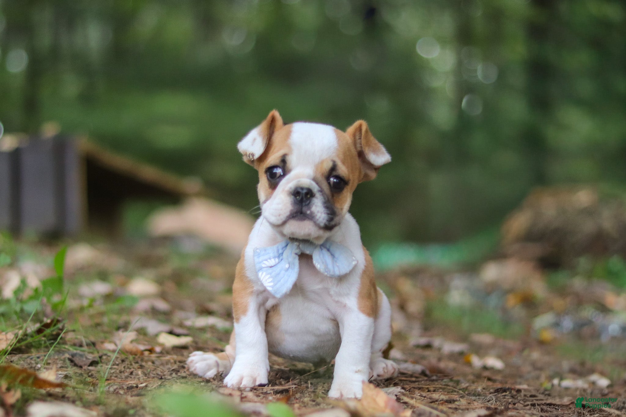 Beabull dogs Otis - Ad 2