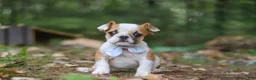 Beabull dogs for sale: Otis - Ad 2