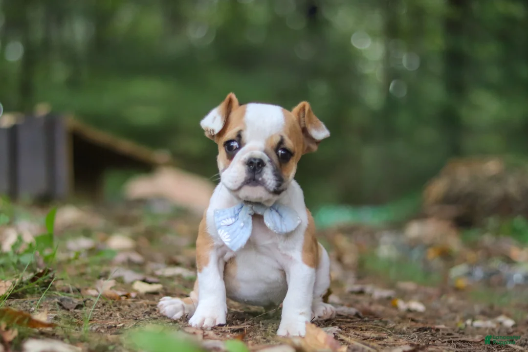 Beabull dogs for sale: Otis - Ad 2