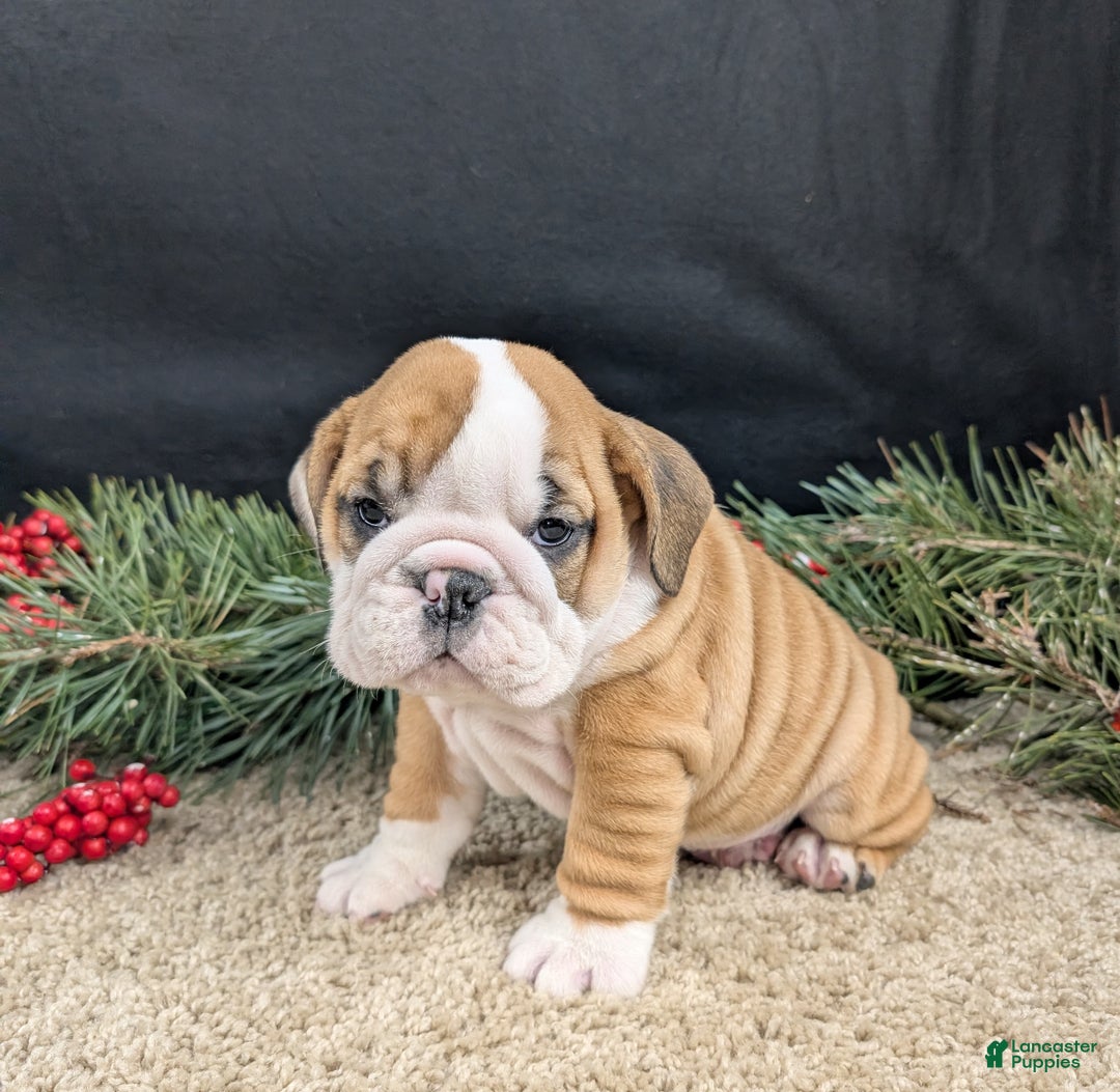 English Bulldog dogs for sale: Fudge  - Ad 4