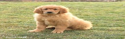 Golden Retriever dogs for sale: Quinten - Ad 1