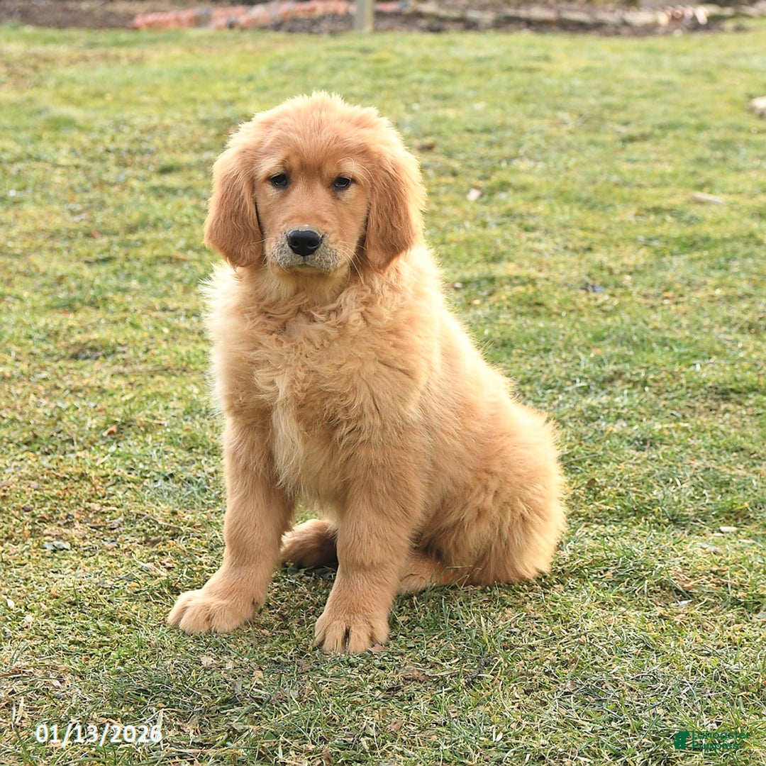 Golden Retriever dogs for sale: Quinten - Ad 1