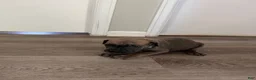 Cane Corso dogs for sale: Cane Corso 10 - Ad 3