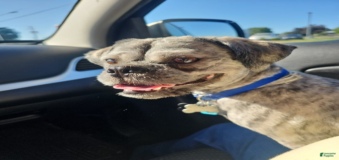 Gallery Image {{count}}