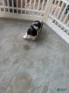 English Springer Spaniel dogs Jett - Ad 1