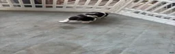 English Springer Spaniel dogs for sale: Jett - Ad 1