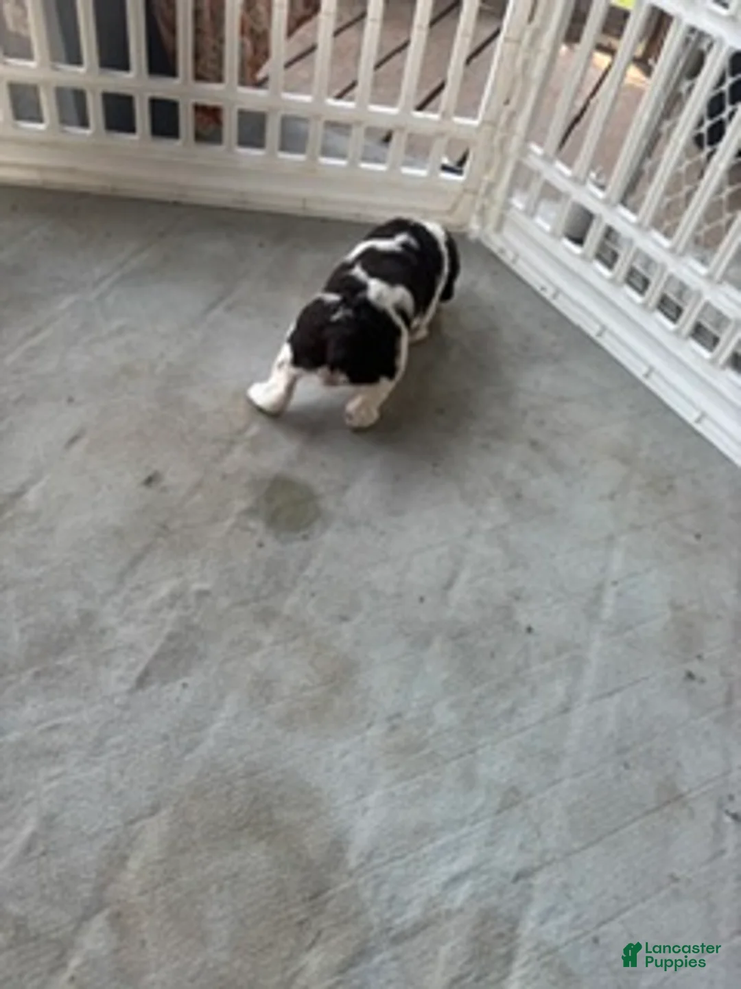 English Springer Spaniel dogs for sale: Jett - Ad 1