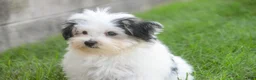Havanese dogs for sale: Twila Havanese Puppy  - Ad 13