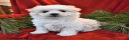 Maltese dogs for sale: Kyle - Ad 1