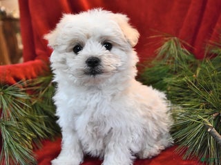Maltese dogs Kyle - Ad 1