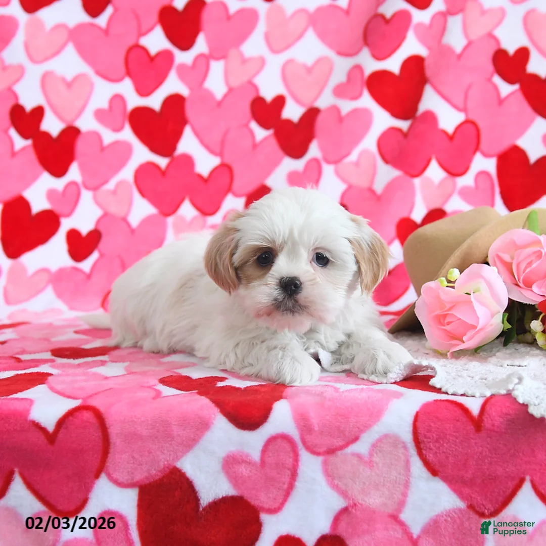 Shorkie dogs for sale: Cutie - Ad 3