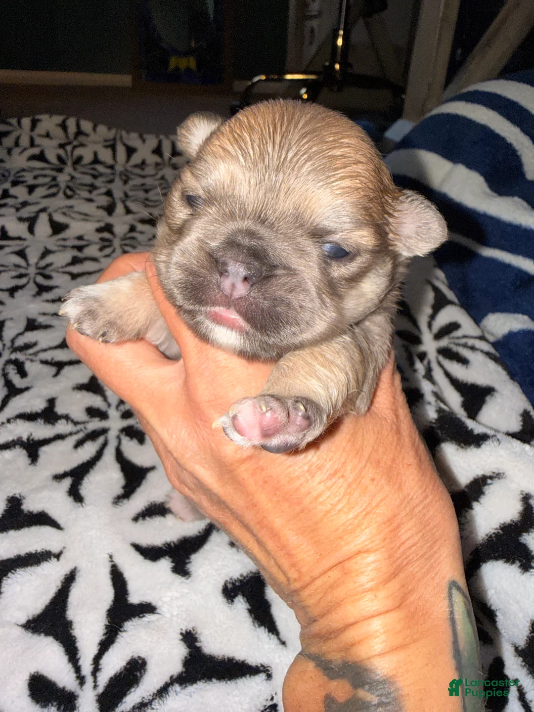French Bulldog dogs for sale: French Bulldog Puppy 2 - Ad 7