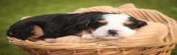 Mini Bernedoodle dogs for sale: Mercedes Mini Bernedoodle  - Ad 3