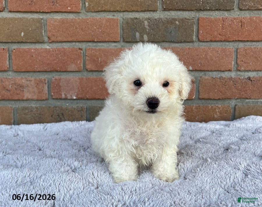Bichon Frise dogs Abby - Ad 2