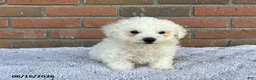 Bichon Frise dogs for sale: Abby - Ad 2