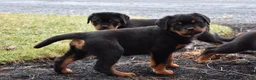 Rottweiler dogs for sale: Renley - Ad 2