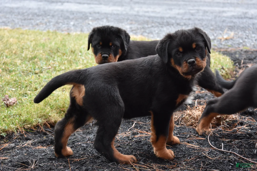 Rottweiler dogs for sale: Renley - Ad 2