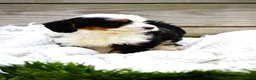 Mini Bernedoodle dogs for sale: Logan - Ad 2