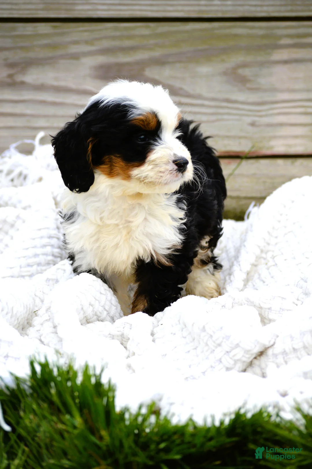 Mini Bernedoodle dogs for sale: Logan - Ad 2