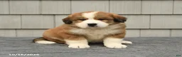 Mixed Breed dogs for sale: Richard - Ad 2