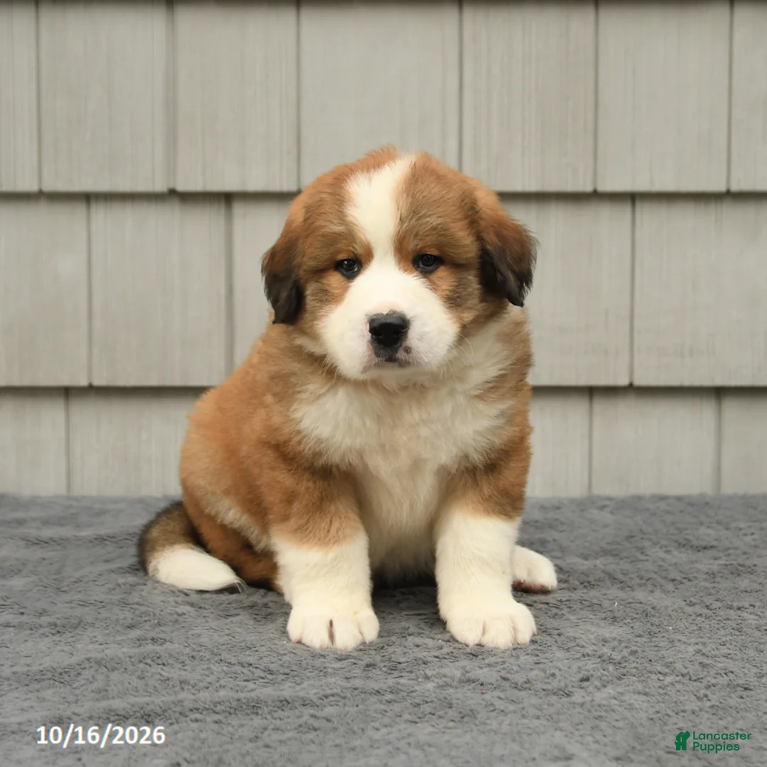 Mixed Breed dogs for sale: Richard - Ad 2