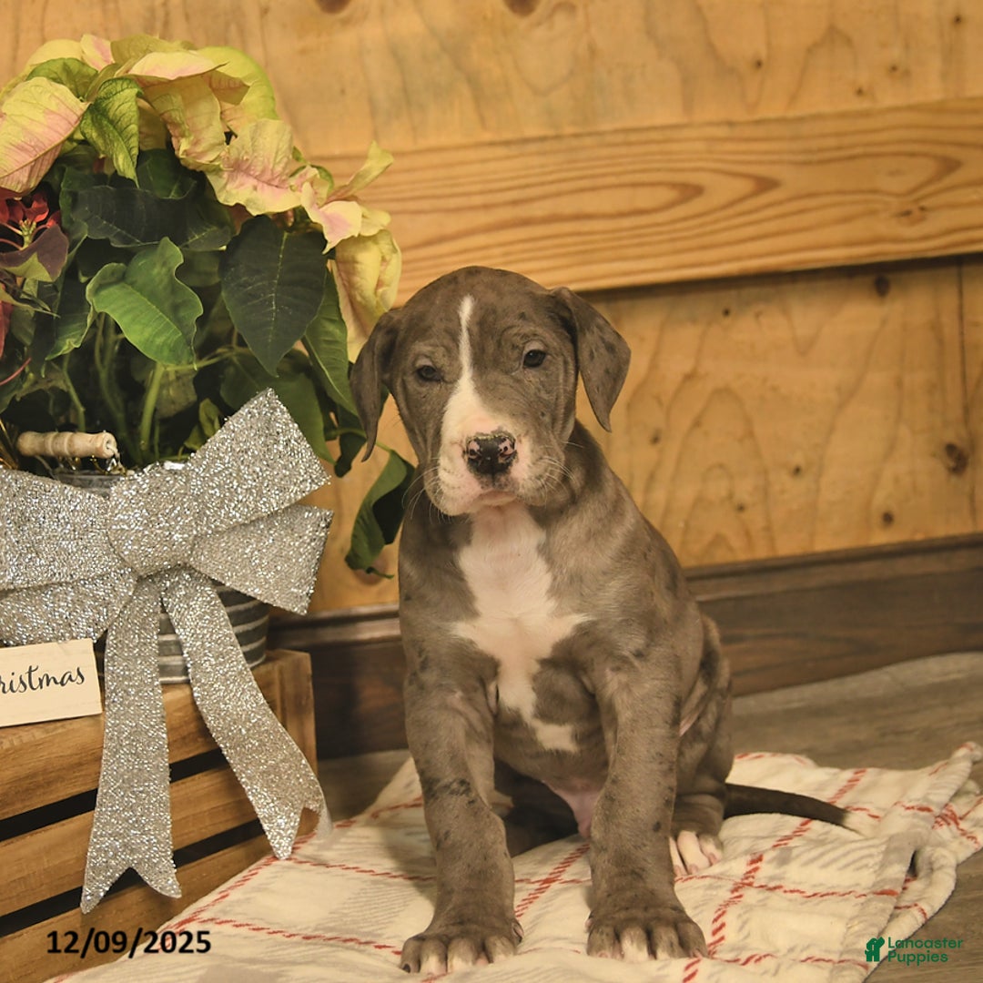 Great Dane dogs for sale: Arrow  - Ad 2