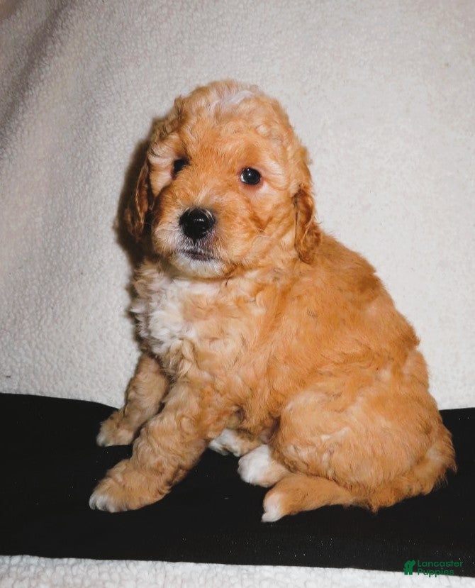 Mini Goldendoodle dogs Sam - Ad 2